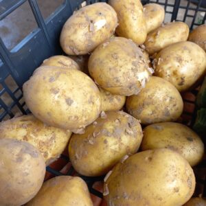 Pommes de terre Nouvelles – 1kg