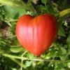 Plants de  tomates – Image 6