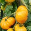 Plants de  tomates – Image 5