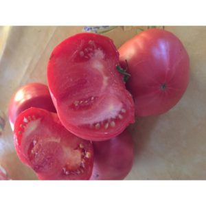 Plants de tomates