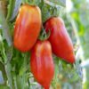 Plants de  tomates – Image 10