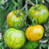 Plants de  tomates – Image 7