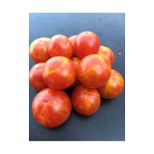 Plants de tomate Cerise