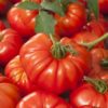 Plants de  tomates – Image 8