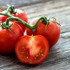 Plants de  tomates