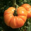 Plants de  tomates – Image 4