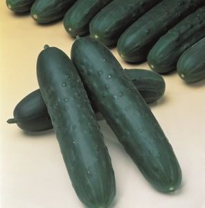 Plants de Légumes du Soleil