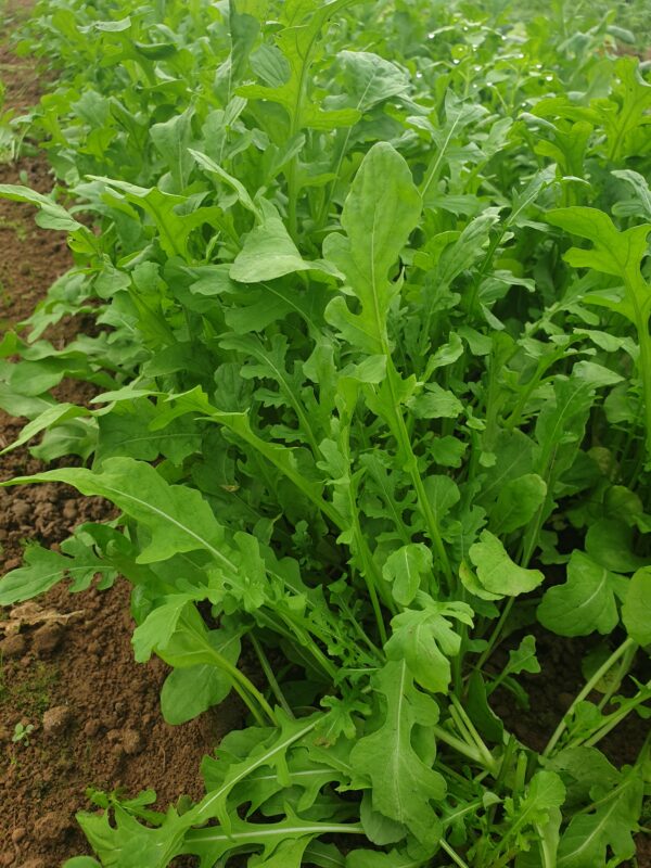 Roquette - 100g